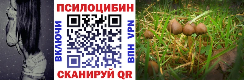Псилоцибиновые грибы Psilocybe Динская